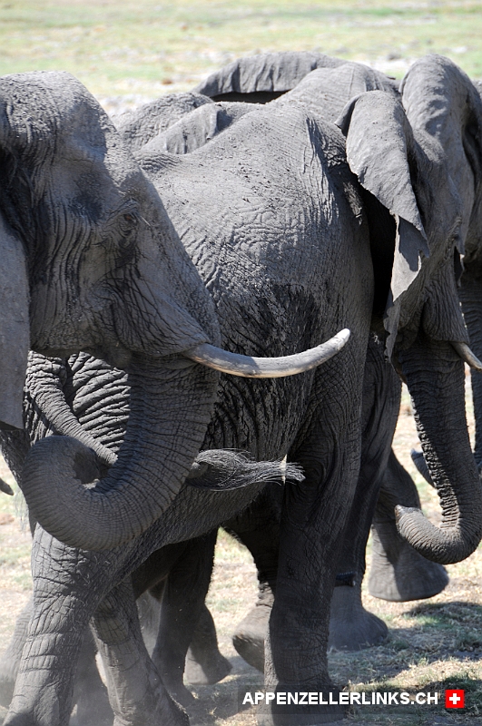 Elefanten in Botswana 