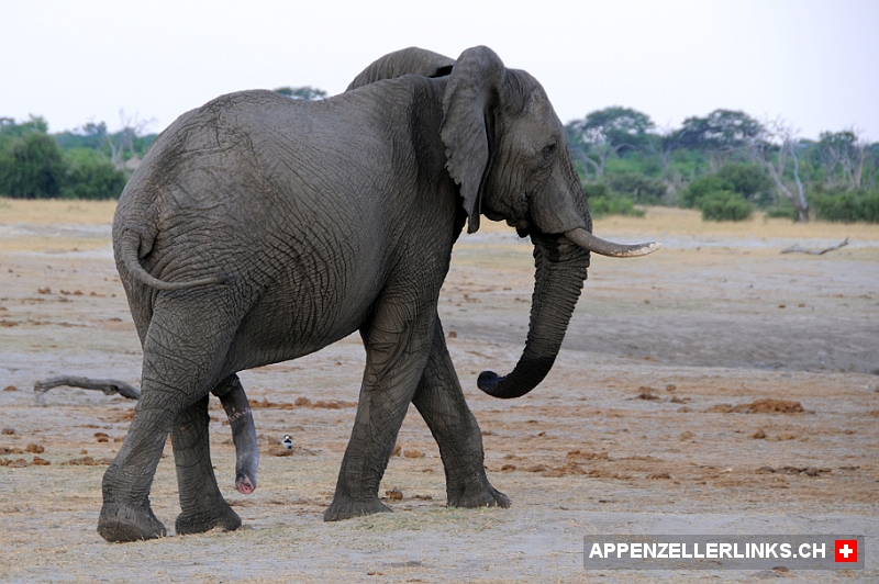 Elefantenbulle im Hwange Nationalpark in Simbabwe