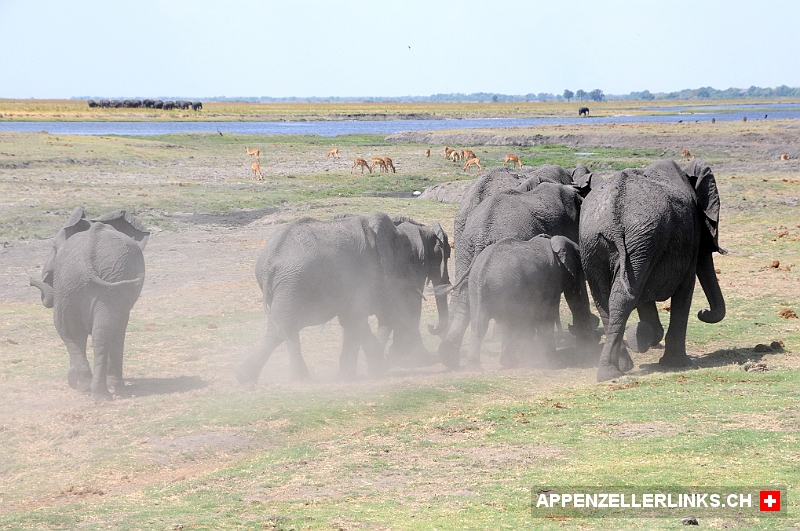 Elefantenherde im Chobe Nationalpark 