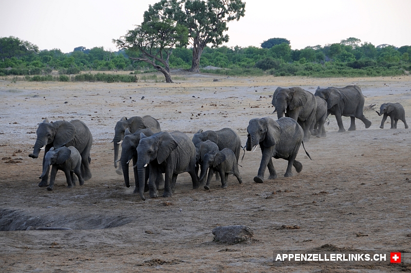 Elefantenherde im Hwange Nationalpark in Simbabwe 