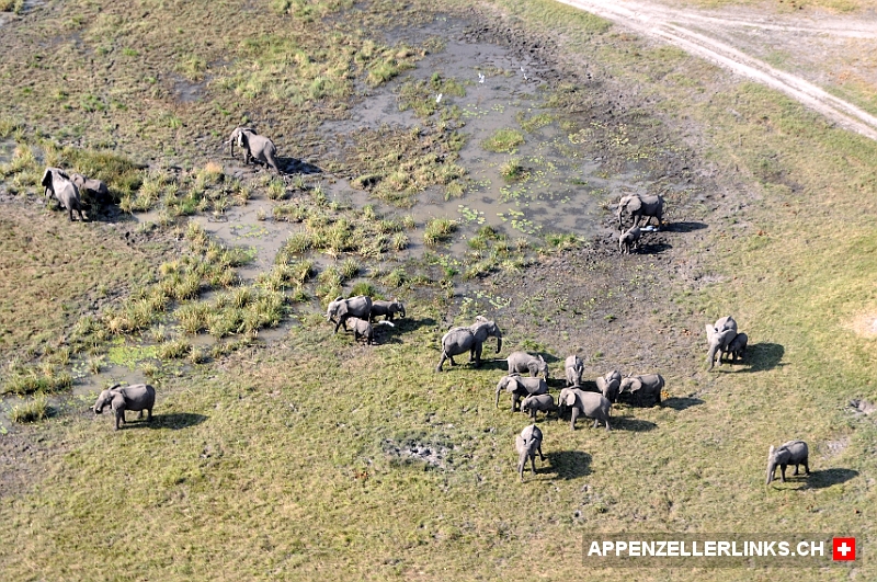 Elefantenherde im Okavango-Delta 