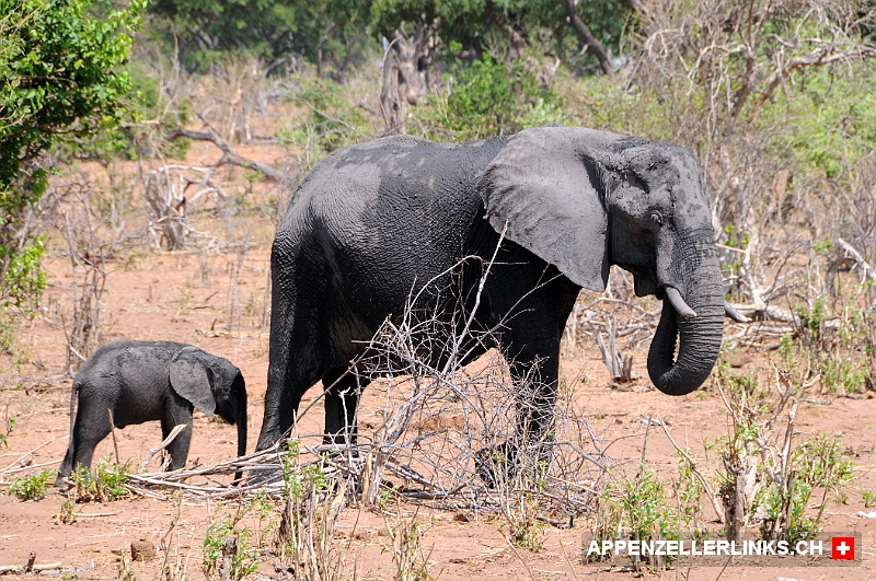 Elefantenmutter mit Jungem 