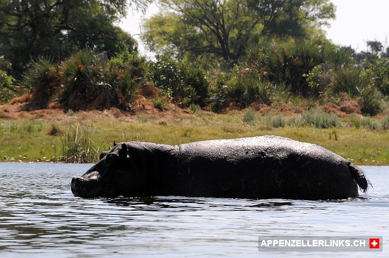 Flusspferd im Okavangodelta in Botswana