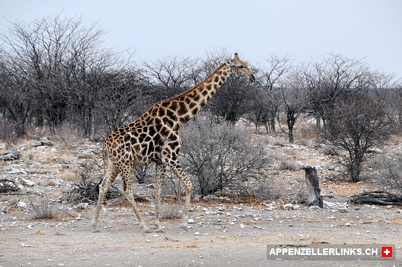 Giraffe im Etosha Nationalpark 