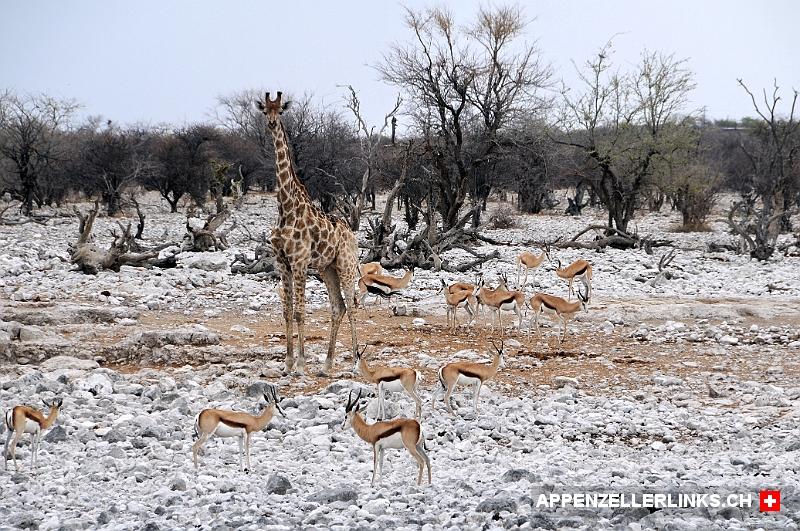 Giraffe umgeben von Springboecken Giraffe umgeben von Springböcken