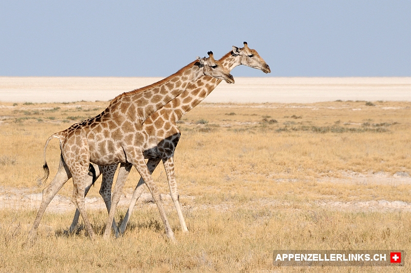 Giraffen am Rand der Etosha-Pfanne 