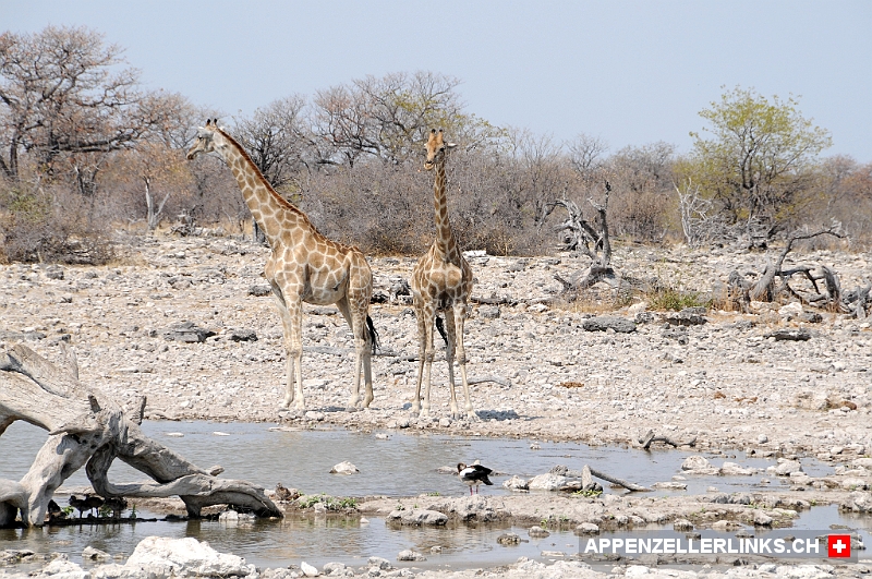 Giraffen an einem Wasserloch im Etosha Nationalpark 