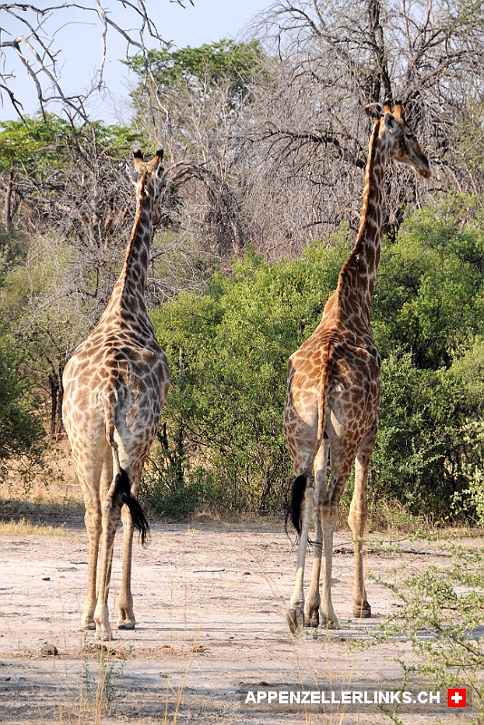 Giraffen unterwegs in Simbabwe