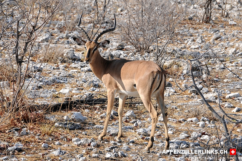 Impala im Etosha Nationalpark 