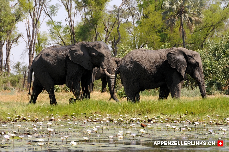 Imposante Elefanten aus der Froschperspektive 