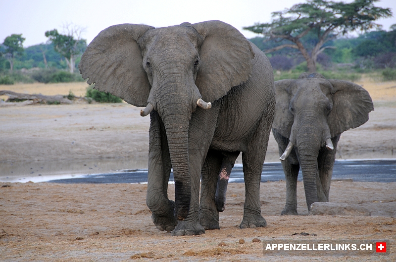 Imposante Elefantenbullen im Hwange Nationalpark 