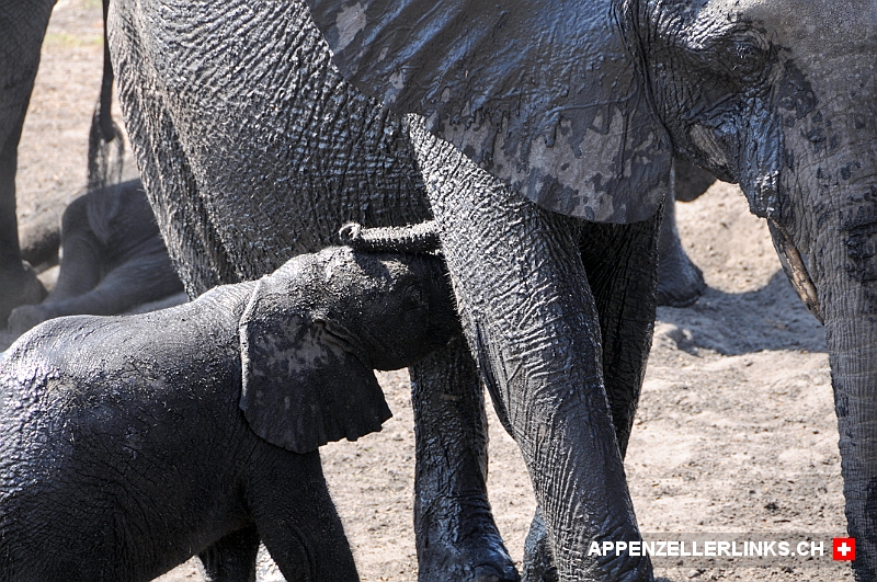 Junger Elefant beim Saeugen im Chobe Nationalpark Junger Elefant beim Säugen im Chobe Nationalpark
