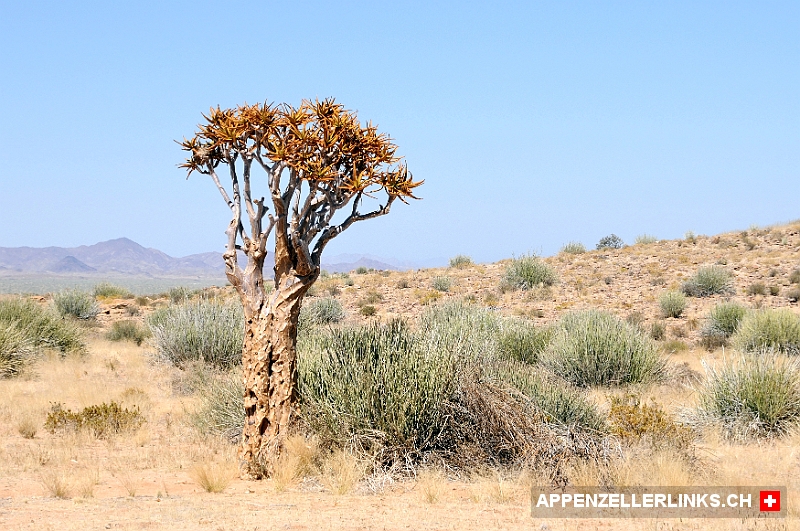 Koecherbaum in der Namib Wueste Köcherbaum in der Namib Wüste