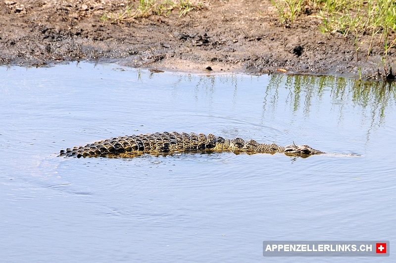 Lauerndes Krokodil im Chobe Nationalpark 