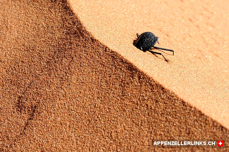 Nebeltrinker-Kaefer in der Namibwueste Nebeltrinker-Käfer in der Namibwüste