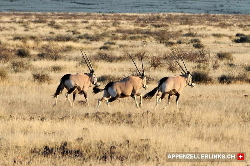 Oryx-Antilopen auf der Flucht 
