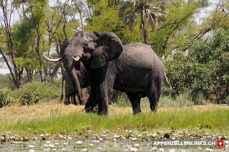 Praechtiger Elefant im Okavango-Delta in Botswana Prächtiger Elefant im Okavango-Delta in Botswana