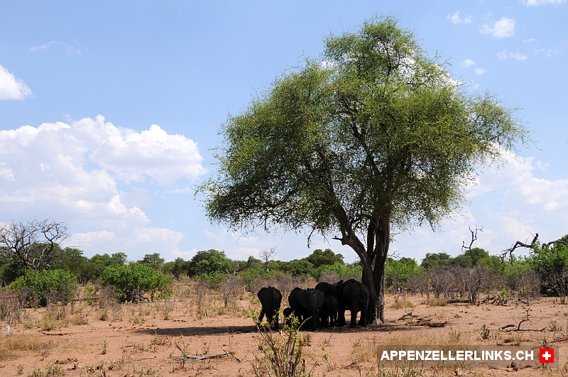 Schattensuchende Elefanten im Chobe Nationalpark in Botswana 
