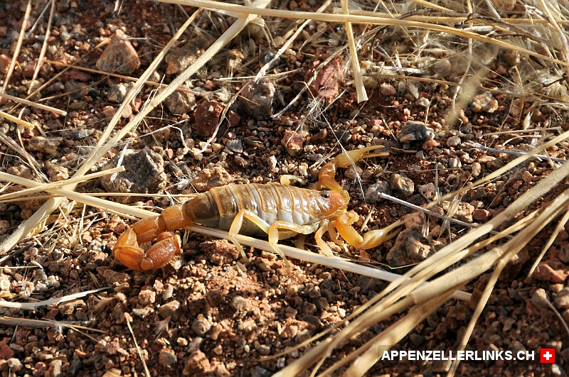 Skorpion in der Wueste von Namibia Skorpion in der Wüste von Namibia