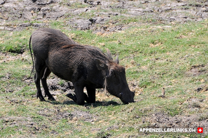 Warzenschwein im Chobe Nationapark 