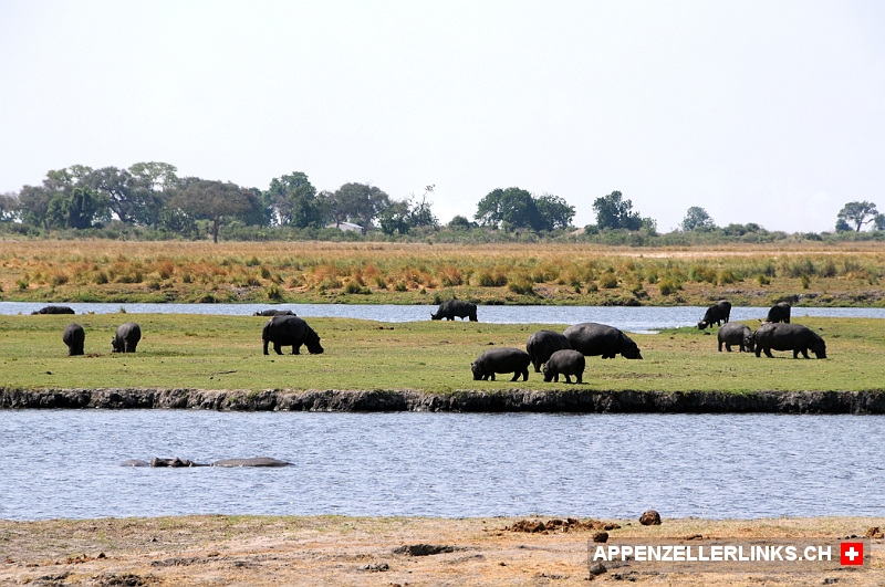 Weidende Flusspferde im Chobe Nationalpark 