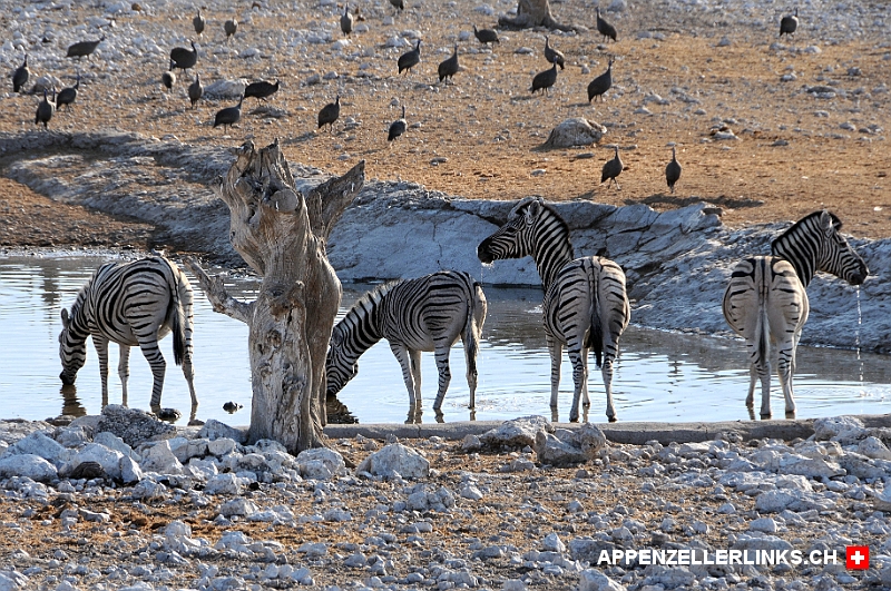 Zebras bei einem Wasserloch im Etosha Nationalpark 