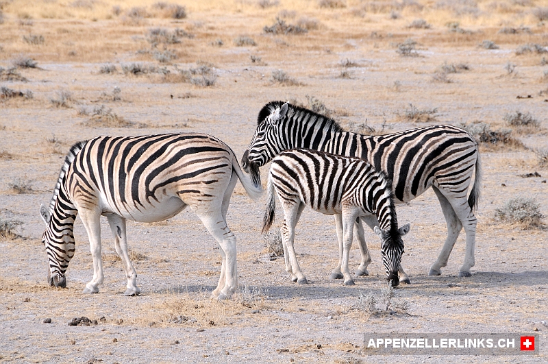 Zebras im Etosha Nationalpark in Namibia 