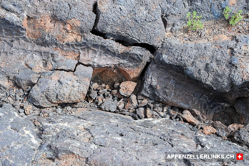 Abdruecke von eingeschlossenen Baeumen in der Lava