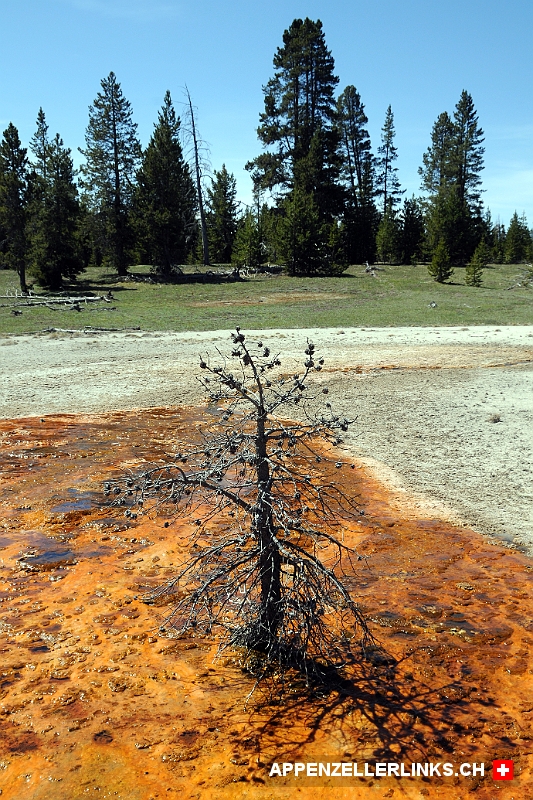 Abgestorbener Baum im teils aetzenden Wasser des Yellowstones Abgestorbener Baum im teils ätzenden Wasser des Yellowstones