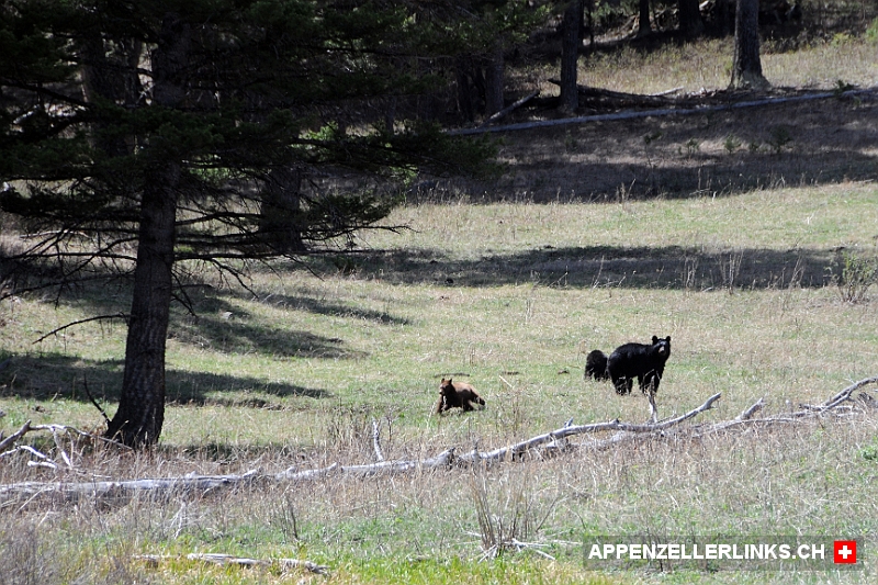 Baerin mit zwei Jungtieren im Yellowstone Nationalpark Bärin mit zwei Jungtieren im Yellowstone Nationalpark