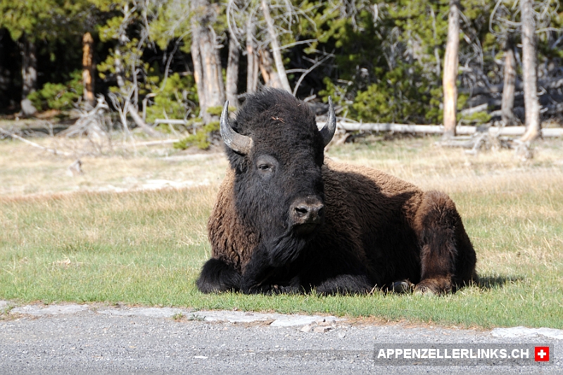 Bison direkt am Stassenrand im Yellowstone NP 