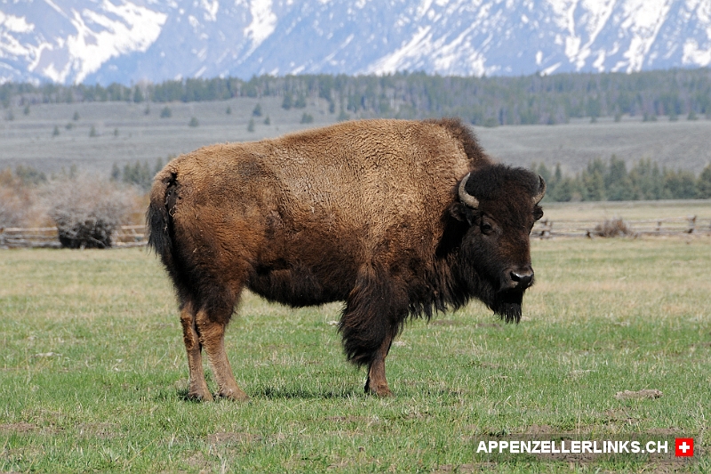 Bison im Grand Teton Nationalpark