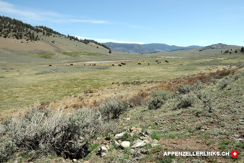 Bisonherde auf dem Black Deer Plateau im Yellowstone NP 