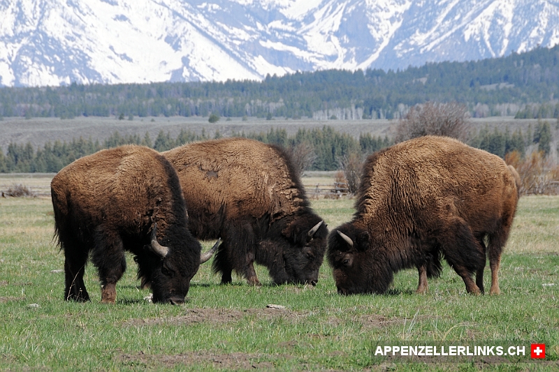Bisons im Grand Teton Nationalpark 