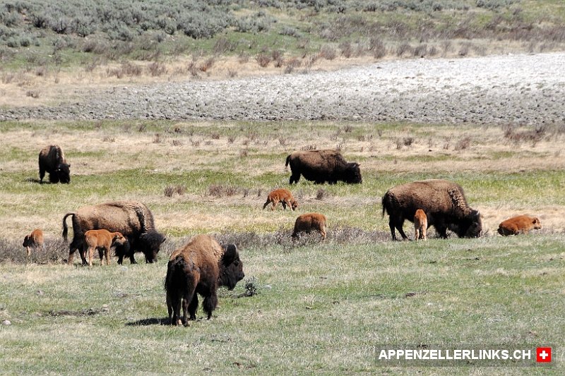 Bisons mit Kaelbern im Yellowstone NP Bisons mit Kälbern im Yellowstone NP
