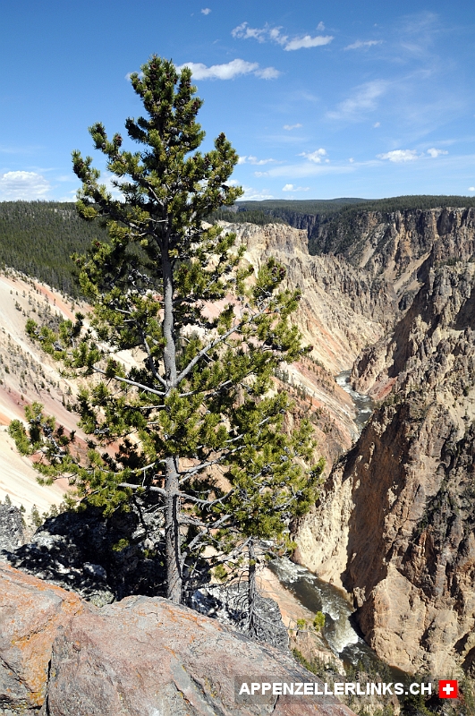 Blick in den Canyon mit dem Yellowstone River 