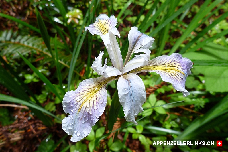 Douglas-Iris im Redwood Nationalpark in Kalifornien 