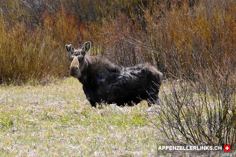 Elch-Kuh im Grand Teton Nationalpark 