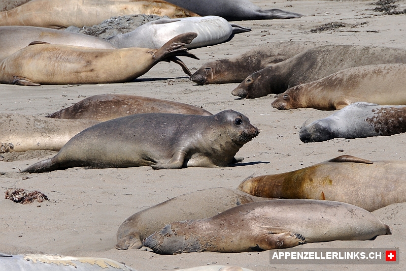 Elephant Seals an der Kueste von Kalifornien Elephant Seals an der Küste von Kalifornien