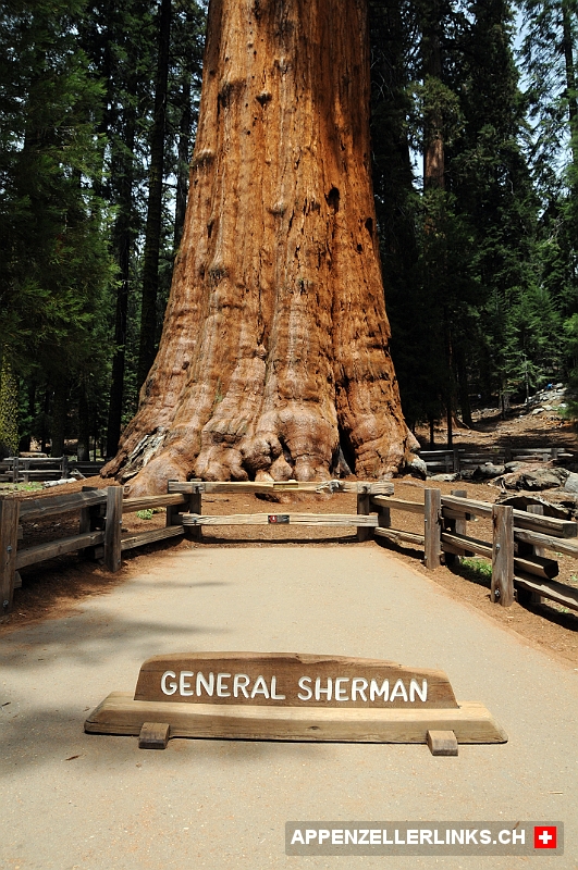 General Sherman Tree ist der voluminoeseste Baum der Welt General Sherman Tree ist der voluminöseste Baum der Welt