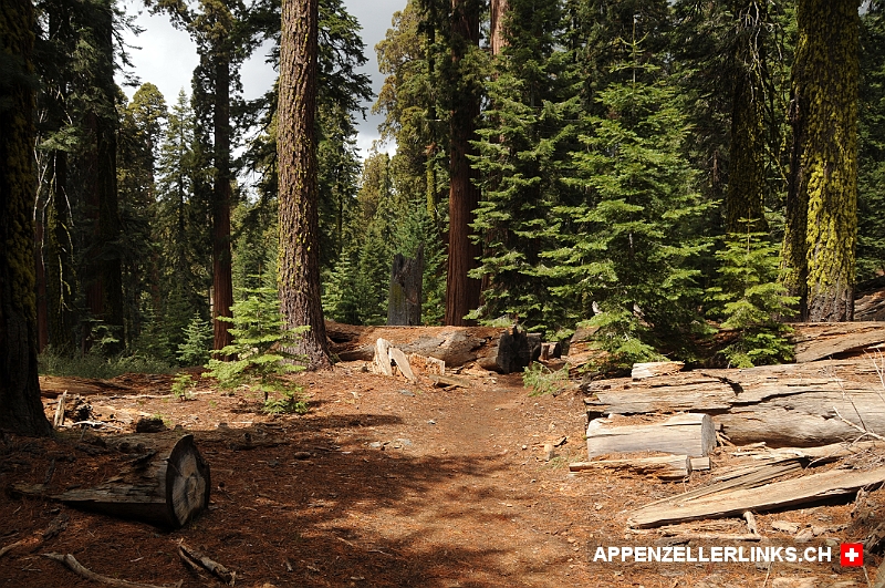 Herrlicher Waldweg zum Mariposa Grove im Yosemite NP 