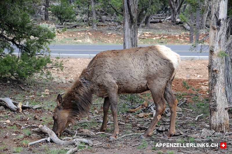 Hirsch (Elk) am Strassenrand des Gand Canyon NP 