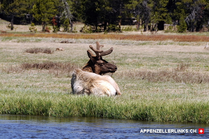 Hirsch mit Bast im Yellowstone NP 