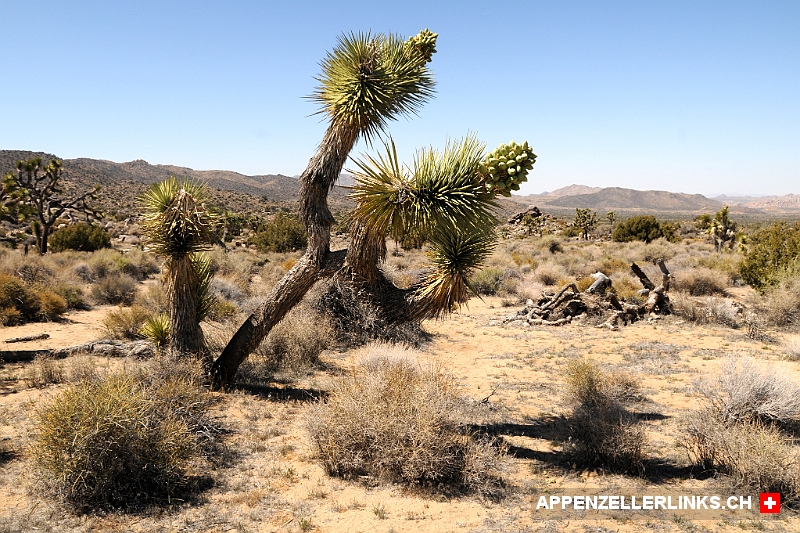 Josua-Palmlilie in der Mojave-Wueste in Kalifornien Josua-Palmlilie in der Mojave-Wüste in Kalifornien
