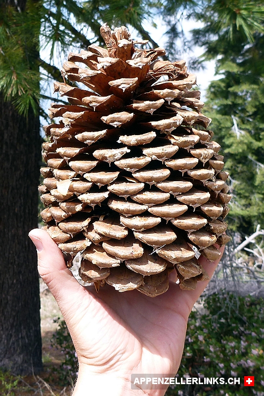 Kopfgrosse Baumzapfen im Sequoia Nationalpark 
