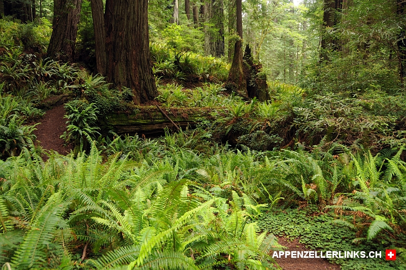 Ueppiges Gruen um die Trails im Redwoods Nationalpark Üppiges Grün um die Trails im Redwoods Nationalpark