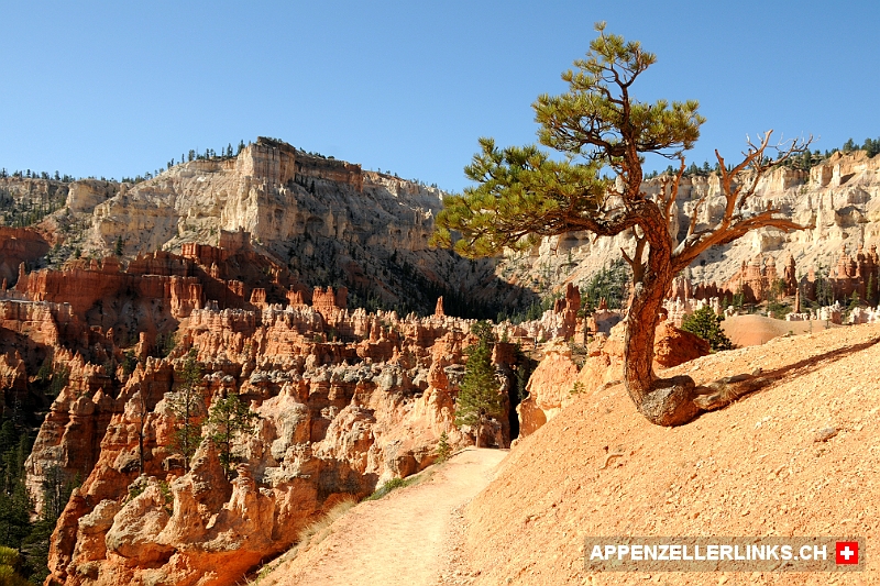 Unzaehlige Fotosujets im Bryce-Canyon Nationalpark Unzählige Fotosujets im Bryce-Canyon Nationalpark