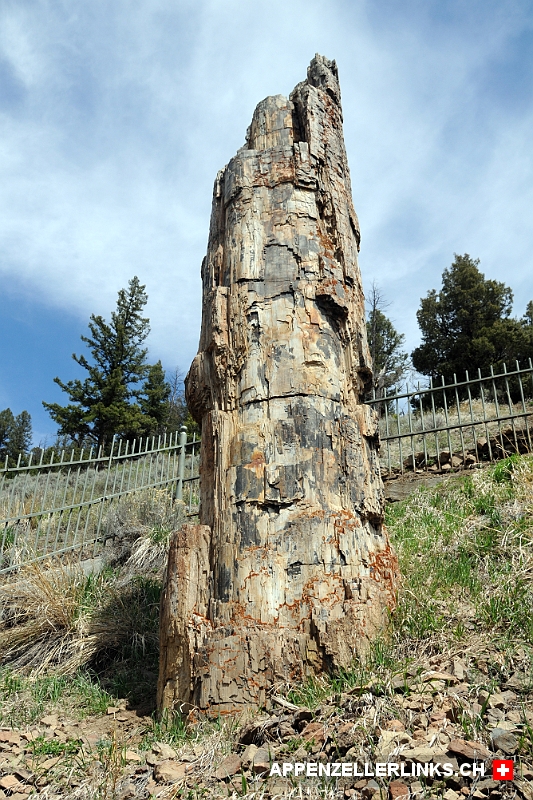 Versteinerter Baumstamm im Yellowstone Nationalpark