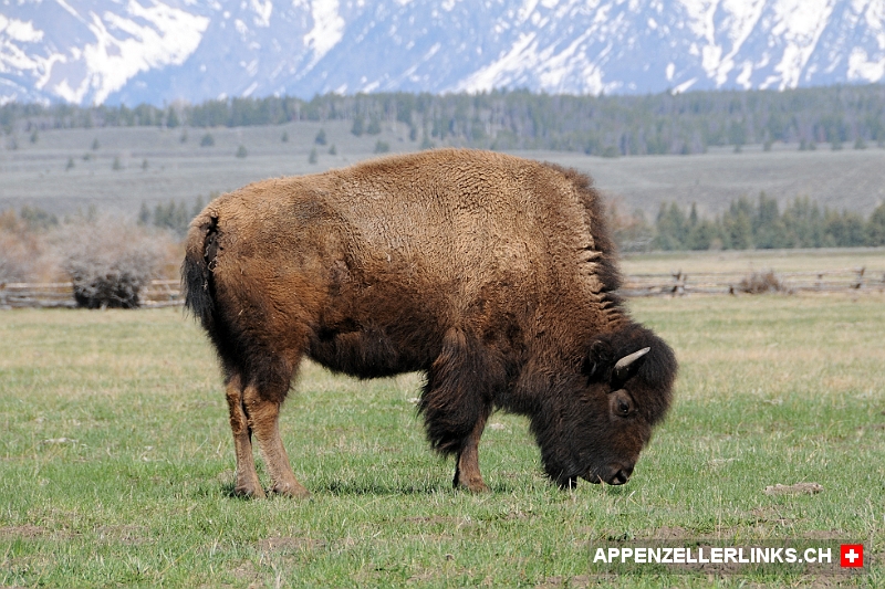 Weidender Bison im Grand Teton NP in Wyoming 