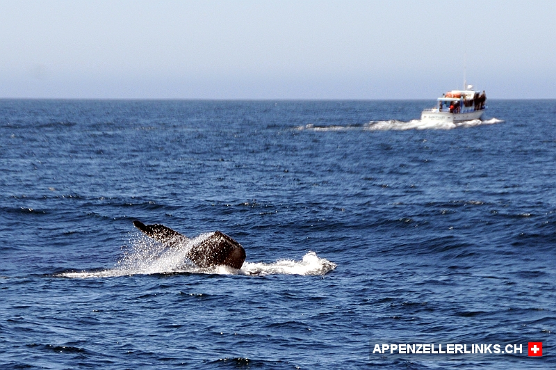 Whale Watching in der Monterey Bay 